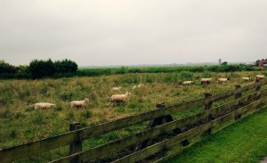 kudde schapen Roskencoaching